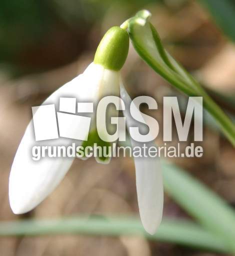 Schneegloeckchen-4.jpg